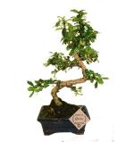 Abana Homes Carmona Indoor Bonsai Live Plants Real