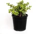 Heaven Of Saplings Jade Plant (Pack of 1)