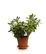 Online Plant Bazar Green Crassula Ovata Good Luck Jade Live Plant-J1