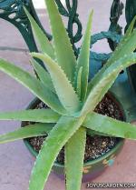 The Entacloo Aloe Vera Plantelobera PlantHybride Aloevera Plant
