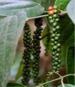 Cloud Farm Hybrid Kuthiravally Black Pepper Plant - 200 mm CF_O439