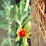 Greenery Nursery Ashwagandha/Indian Ginseng (Hybrid, Pack of 1)