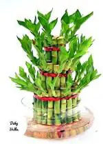 Platone Two Layer Bamboo PlantLucky Bambu PlantH-Plant_1836