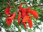 Plantzoin Tiger claw Pangara Erythrina variegate Live Plant