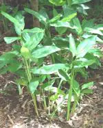 Plantzoin West-indian arrowroot Tikhor Maranta arundinacea Palua Live Plant