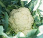 PUNARVA Cauliflower Seed (Pack Of 25)
