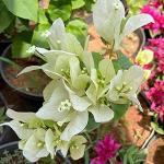 Baishnab Baugainvillea PlantKagaj PlantAaravBOUGAIN#15 s