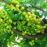 JIGNISHA SEEDS Dwarf Varity Amla Fruit Seeds Pack Of 30