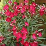 Online Plant Bazar Red Oleander Kaner Korobi Flower Live Plant