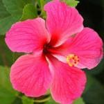 Cloud Farm Hybrid Pink Flower Hibiscus Plant - 200 mm CF20171