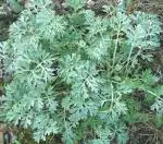 Plantzoin Wormwood Vilayati afsantin Artemisia absinthium Dayana Live Plant