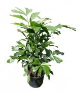 Green World Drought Tolerant Fishtail Palm 10 g Seeds