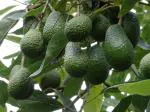 Online Plant Bazar Green Avocado Fruit Live Plant
