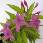 ONLINE PLANT BAZAR PURPLE TAGAR/CHANDNI FLOWER PLANT(PACK OF-1)