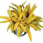 Ashokavanam Rhoeo Golden (Spathacea Sitara) Plant