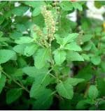 Baishnab Tulsi PlantTuloshi PlantShyam tulsi_ocimum Tenuiflorum plant