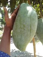 OXY GREEN PLANT 4kg Mango plant