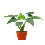 Ashokavanam Alocasia Cucullata ( Buddha's Palm ) Indoor Plant