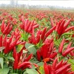 PLATONE Red Hot Chilli Pepper Seeds(Pack Of500 x seeds)