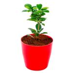 PHULWA Ficus Compacta Variegated Live Nursery Living Plants
