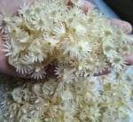 Oxygreenplant Bakul Flower, Bakul Ful, Spanish cherry, Indian medlar, Bullet wood Healthy Live flower Plant