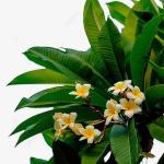 Cloud Farm Hybrid Yellow and White Plumeria Plant - 200 mm (pack of 2) CF53