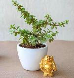 Abana Homes Ceramic White Good Luck Jade Plant In Pot