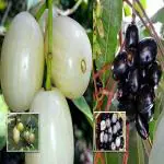 GREEN LINE Combo White Jamun And Seedless Black Jamun Jambolan Variety Fruit Grafted Live Plant & Tree 1-1.5 Ft Size