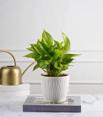 Nurturing Green Money Plant Gold In Ivory Tide Self Watering Planters Pots