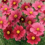 M-Tech Gardens Rare Hybrid Cosmos 