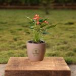 Yours Plants Anthurium Flowering Indoor Plant, NASA Approved Air-Purifier in colorful decorative Pot