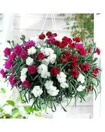 Afflorance Flower Seeds