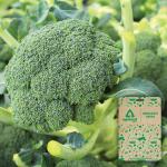 Optimal Seeds Broccoli Vegetable Seeds (50 Nos)
