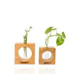 ZAYDAN HOME Propagation Planter Mango Wooden Plants Test Tube Desk and Table Top Flower Vase Hydroponic Plant for Home & Office Decor