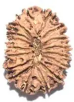 Feeltouchmart Brown Wood 17 Mukhi Rudraksha Beads Hgj00-1001-2820