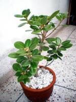 Cloud Farm Hybrid Chinese Ficus Bonsai Plant - 200 mm CF_O31