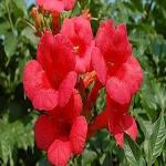 Charming Gronhus Red Tecoma Tikoma Trumpet Vine Flower Plant With Black Plastic Pot