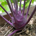 XOLDA Organic palak Seed (23 per packet)