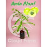 Cloud Farm Amla Tree Goose-Berry Amalaki Plant Grafted Original Vareity, Pack Of 1 SCF_07