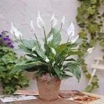 Cloud Farm Hybrid and Spathiphyllum Peace Lily Plant - 200 mm CF09117