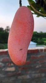 Cloud Farm Hybrid Vietnamese Mango Plant - 200 mm CFHB-1