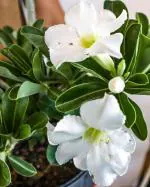 Cloud Farm Hybrid White Adenium Plant - 200 mm CF_O444