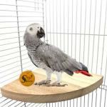 Sage Square Wood Corner Platform Cum Perch Cum Stand Bird Toy For Medium Large Birds