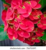 Globalplants Euphorbia milli flower plant