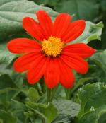 PARYAVARAAN Tithonia Flower Seeds For Summer Season Outdoor Gardening pack of 50 seeds