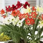 PARYAVARAAN Amaryllis Lily Flower Bulbs (Pack of 1 Bulbs)