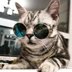 Pets Empire Pet Cat Dog Fashion Sunglasses Uv Sun glasses Eye Protection Wear