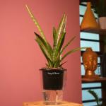 Hug A Plant Sansevieria Silver Princess / Snake Plant (Sansevieria trifasciata)- Live Plant (With 5 Inch Self-Watering Pot & Plant) (Color: Black)