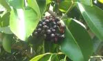 Plantzoin Java plum Jamun Syzygium cumin Jamukoli Live Plant