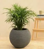 UGAOO Grey Plastic Small Rib Bowl Planter, 30 X 30 Cm